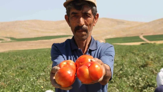 Elazığ domatesi dünya sofralarını renklendiriyor