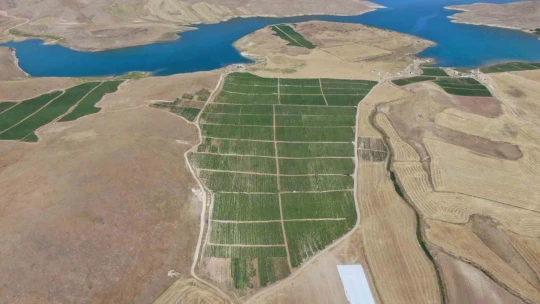 Elazığ domatesi dünya sofralarını renklendiriyor