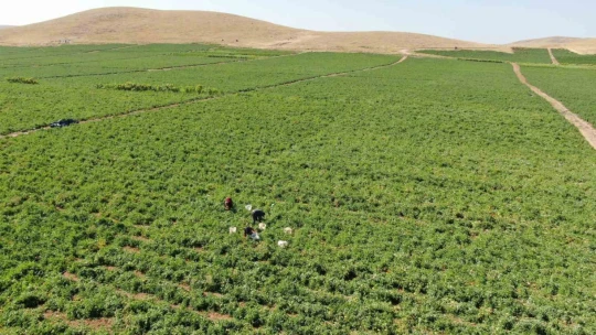 Elazığ domatesi dünya sofralarını renklendiriyor
