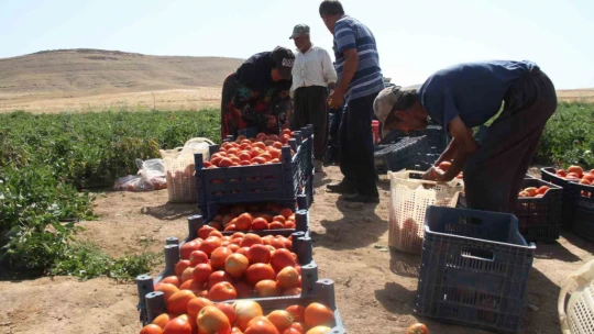 Elazığ domatesi dünya sofralarını renklendiriyor