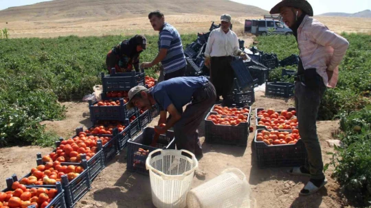 Elazığ domatesi dünya sofralarını renklendiriyor