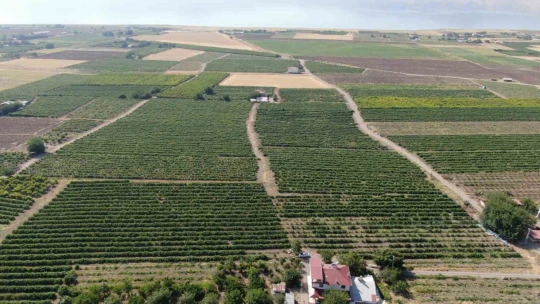Elazığ'ın 'Hoş üzümü'nün hasadı başladı