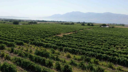 Elazığ'ın 'Hoş üzümü'nün hasadı başladı