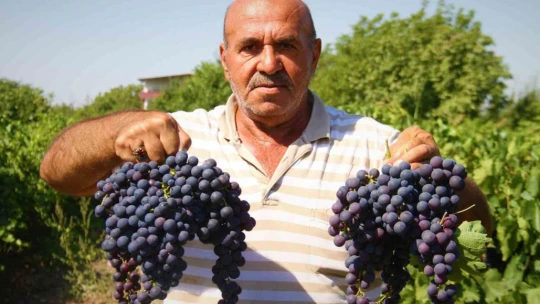 Elazığ'ın 'Hoş üzümü'nün hasadı başladı