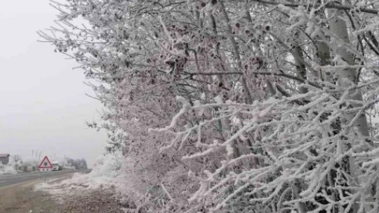 Elazığ'ın bir ilçesinde kırağı ve don etkili oldu