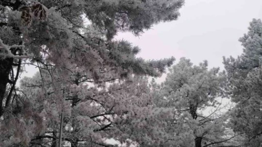 Elazığ'ın bir ilçesinde kırağı ve don etkili oldu