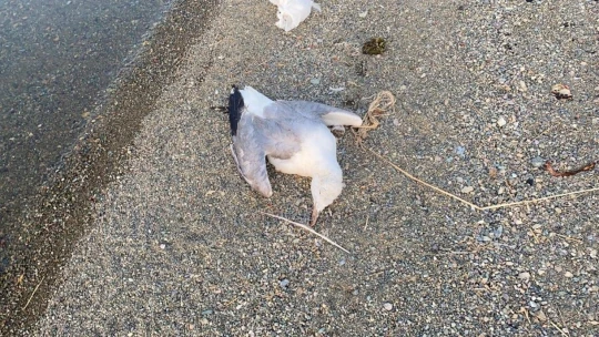 Elazığ'ın incisinde korkutan martı ölümleri