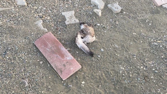 Elazığ'ın incisinde korkutan martı ölümleri