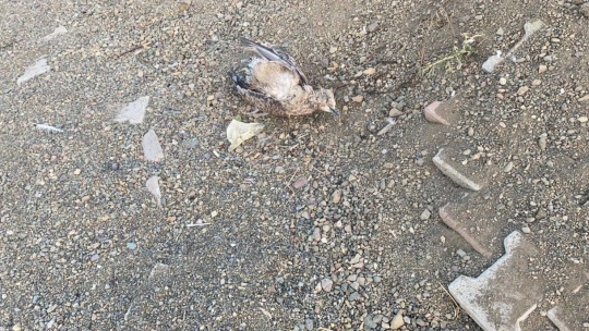 Elazığ'ın incisinde korkutan martı ölümleri