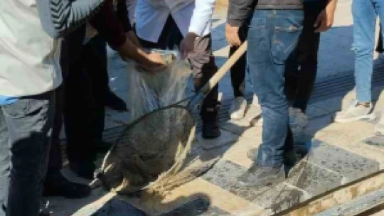 Elazığ Su Ürünleri Araştırma Enstitüsü, Balıklıgöl'de inceleme yaptı
