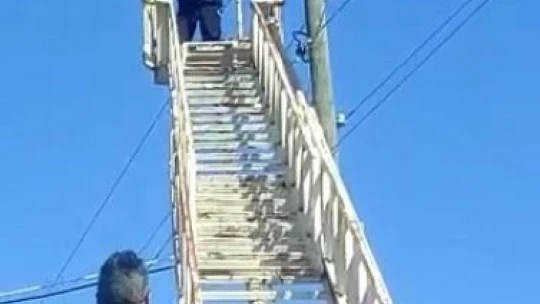 Elektrik direğinde mahsur kalan kedi kurtarıldı