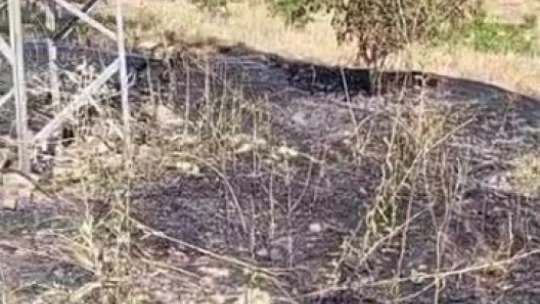 Elektrik direğinden çıkan kılvılcım 5 dönümlük bahçeyi kül etti