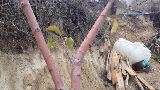 Elma ağacı mevsimleri şaşırdı, kış ayında yaprak açtı