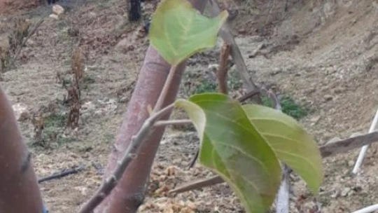 Elma ağacı mevsimleri şaşırdı, kış ayında yaprak açtı