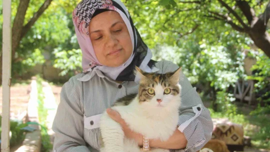 Evini sokak kedilerine açtı, sokak hayvanlarının annesi oldu