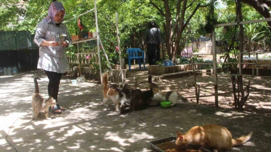 Evini sokak kedilerine açtı, sokak hayvanlarının annesi oldu