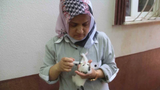 Evini sokak kedilerine açtı, sokak hayvanlarının annesi oldu
