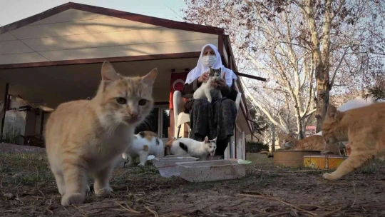 Evinin bahçesinde 30 kediye bakan Zahide nineye İl Özel İdare ekiplerinden mama desteği