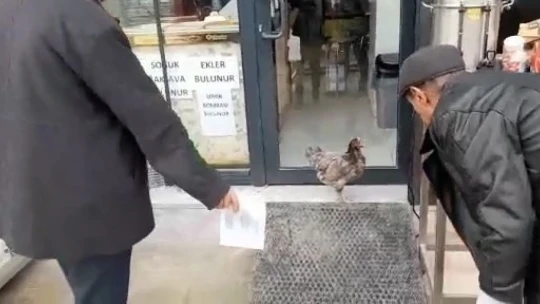 Firari tavuğu yakalamak için dakikalarca uğraştı