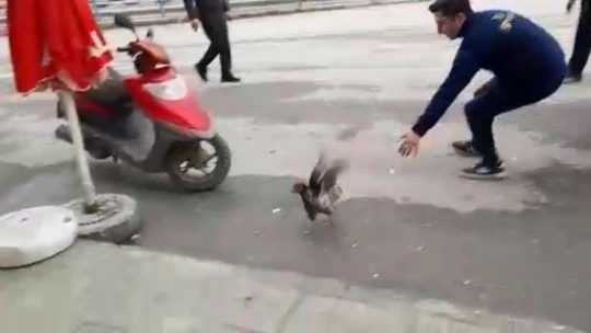 Firari tavuğu yakalamak için dakikalarca uğraştı
