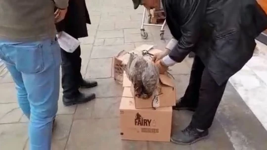 Firari tavuğu yakalamak için dakikalarca uğraştı