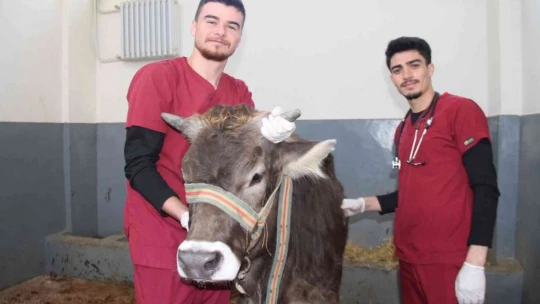 Fırat Üniversitesi Hayvan Hastanesi'nde bir yıl 7 bin 600 hayvan tedavi edildi