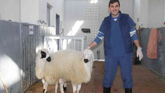 Fırat Üniversitesi Hayvan Hastanesi'nde bir yıl 7 bin 600 hayvan tedavi edildi