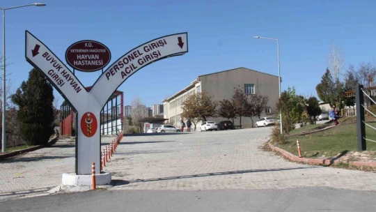 Fırat Üniversitesi Hayvan Hastanesi'nde bir yıl 7 bin 600 hayvan tedavi edildi