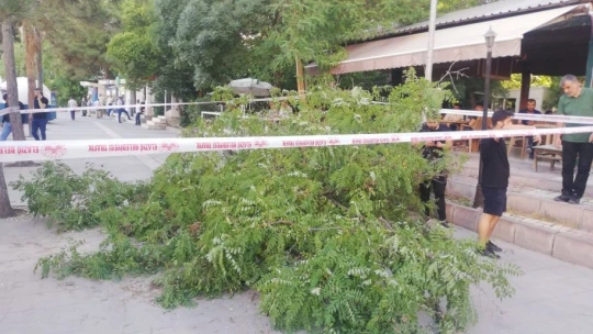 Fırtına Gazi Caddesinde ağacı devirdi: 1 yaralı