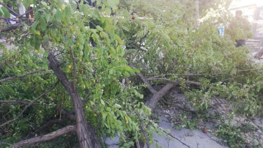 Fırtına Gazi Caddesinde ağacı devirdi: 1 yaralı