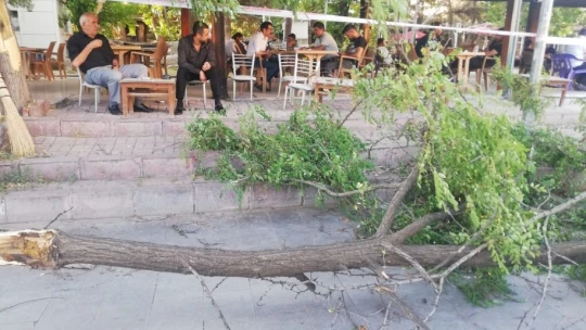 Fırtına Gazi Caddesinde ağacı devirdi: 1 yaralı
