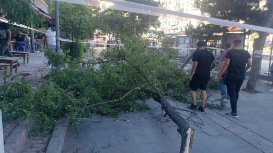 Fırtına Gazi Caddesinde ağacı devirdi: 1 yaralı