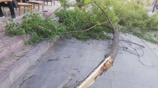 Fırtına Gazi Caddesinde ağacı devirdi: 1 yaralı