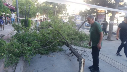 Fırtına Gazi Caddesinde ağacı devirdi: 1 yaralı