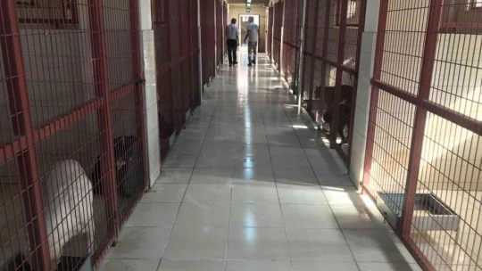 Geçici Hayvan Bakımevi Rehabilitasyon Merkezi'nde 5 yılda 8 bin hayvan tedavi edildi