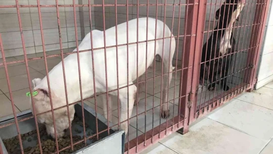 Geçici Hayvan Bakımevi Rehabilitasyon Merkezi'nde 5 yılda 8 bin hayvan tedavi edildi