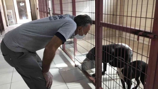Geçici Hayvan Bakımevi Rehabilitasyon Merkezi'nde 5 yılda 8 bin hayvan tedavi edildi
