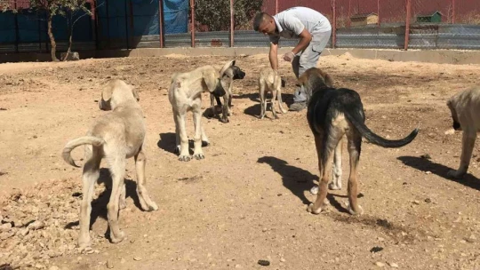 Geçici Hayvan Bakımevi Rehabilitasyon Merkezi'nde 5 yılda 8 bin hayvan tedavi edildi