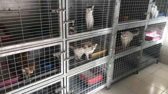 Geçici Hayvan Bakımevi Rehabilitasyon Merkezi'nde 5 yılda 8 bin hayvan tedavi edildi