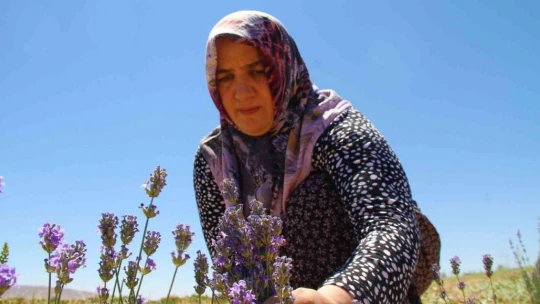 Gelin ve görümce sırt sırta verdi, ektikleri lavanta bahçesinden ilk hasat alındı