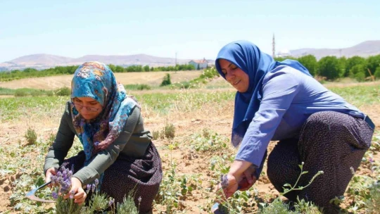 Gelin ve görümce sırt sırta verdi, ektikleri lavanta bahçesinden ilk hasat alındı
