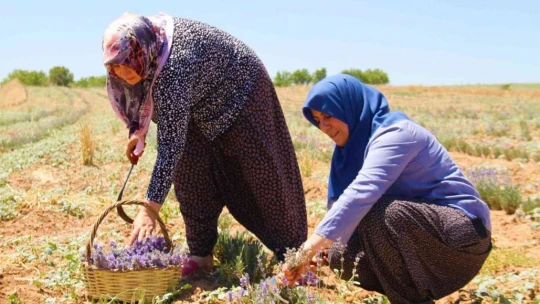 Gelin ve görümce sırt sırta verdi, ektikleri lavanta bahçesinden ilk hasat alındı