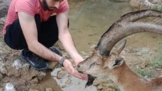 Hasta yaban keçisini 3 kilometre sırtlarında taşıdılar