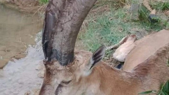 Hasta yaban keçisini 3 kilometre sırtlarında taşıdılar