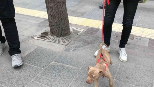 HAYDİ'den pitbull operasyonu, cezalar peş peşe geldi