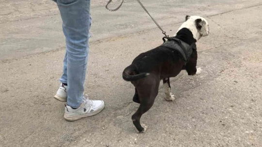HAYDİ'den pitbull operasyonu, cezalar peş peşe geldi