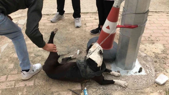 HAYDİ'den pitbull operasyonu, cezalar peş peşe geldi