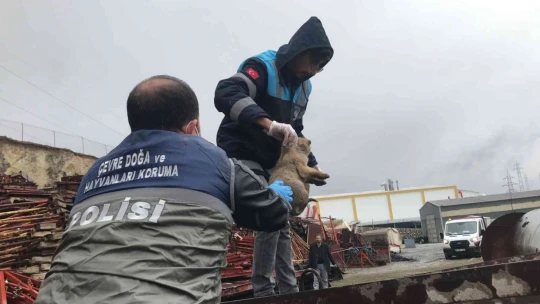 HAYDİ ekipleri yaralı anne köpek ve yavruları için seferber oldu