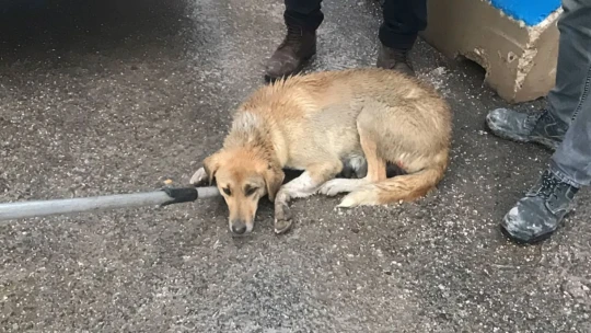 HAYDİ ekipleri yaralı anne köpek ve yavruları için seferber oldu