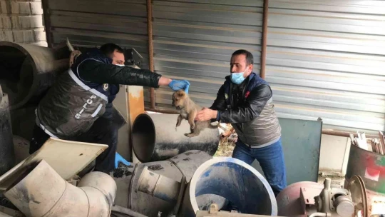 HAYDİ ekipleri yaralı anne köpek ve yavruları için seferber oldu